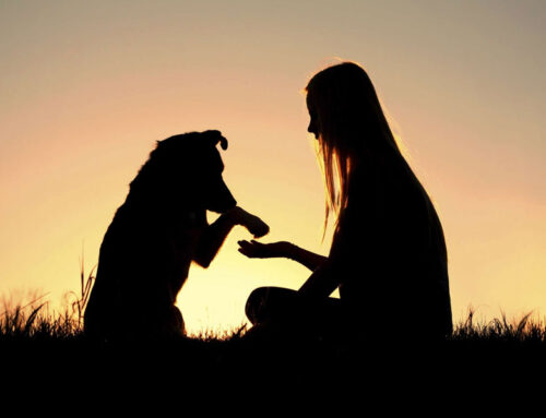 ¿Qué Sucede con el Cadáver de las Mascotas Cuando Mueren?